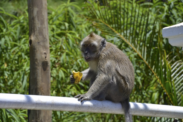 篱笆上的猴子图片下载