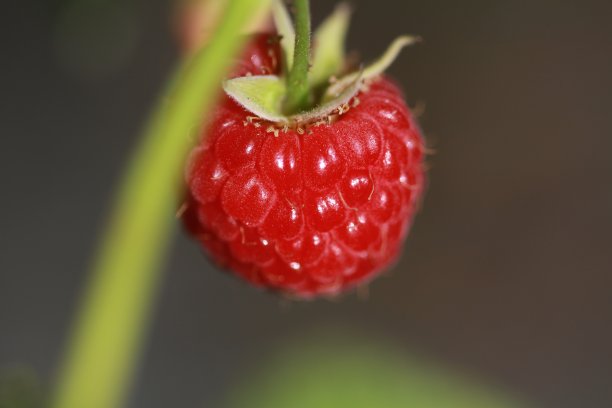 独立的新鲜覆盆子图片下载