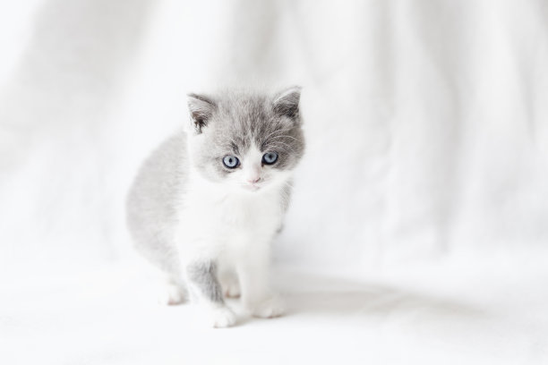 可爱的小猫咪图片下载