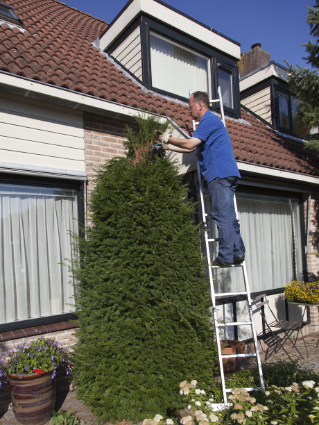 正在修剪紫杉树图片下载