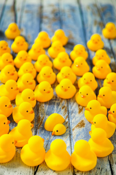 一群鸭子围着一只死鸭子。图片下载