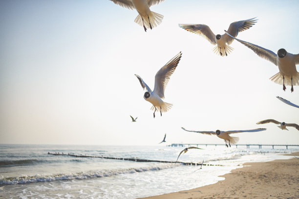 海上的黑头海鸥图片下载