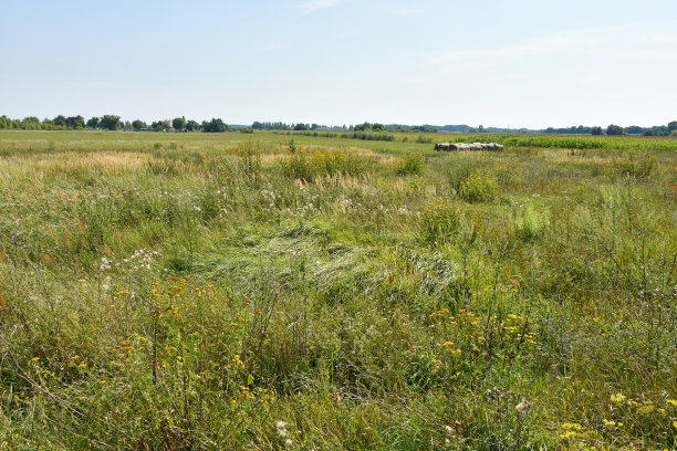 夏季草地图片下载