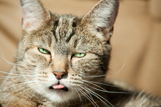 滑稽的猫脸伸出舌头图片下载