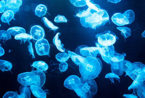 半透明水母群素材图片