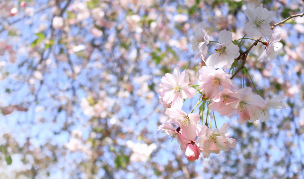 樱花图片下载