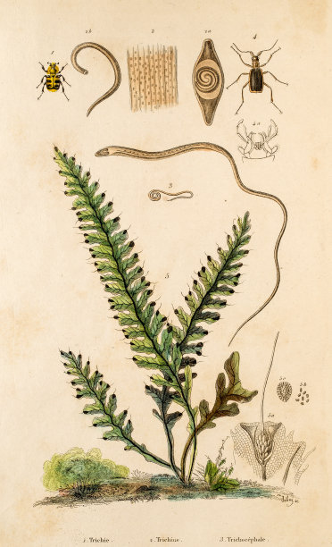 鞭虫、苔藓昆虫素材图片