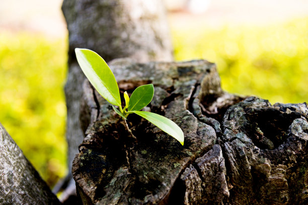 新生命的成长图片下载