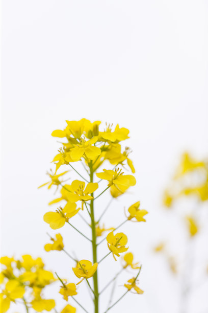 油菜花白色图片下载