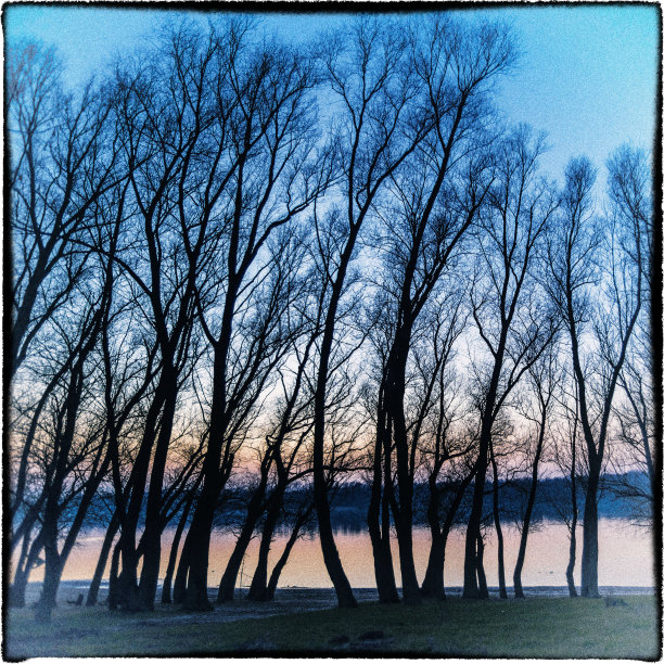 美丽的树在耕地图片下载