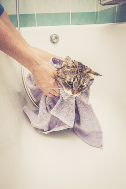 西伯利亚森林猫正在洗澡图片下载