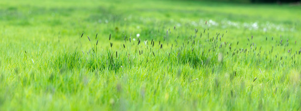 郁郁葱葱，潮湿的草地全景，高分辨率的图像。图片下载