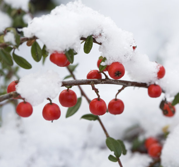 覆雪的浆果素材图片