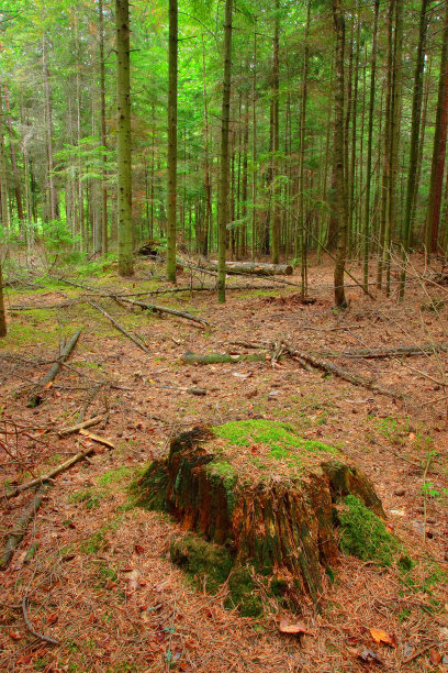 森林图片下载