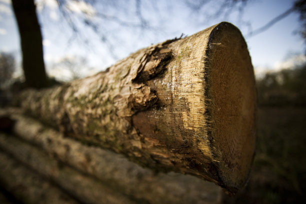 树日志图片下载