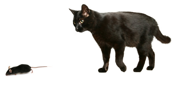 黑猫与老鼠图片下载