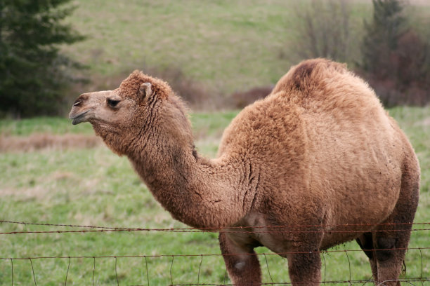骆驼的好友图片下载