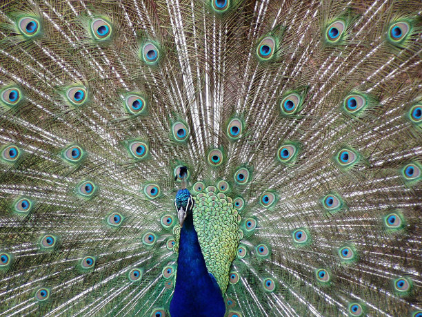 孔雀轮图片下载