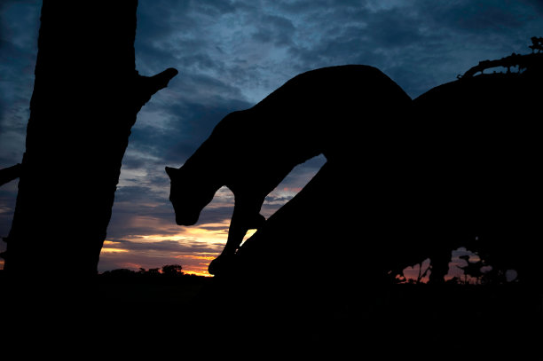 豹爬下树在非洲日落博茨瓦纳图片下载
