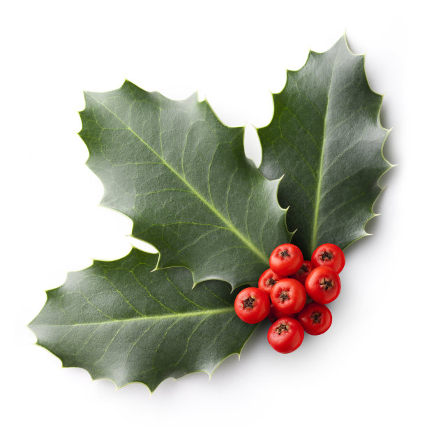 圣诞冬青图片下载