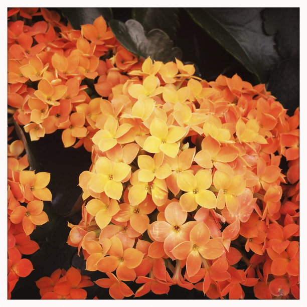 美丽的橙色kol鳀花图片下载