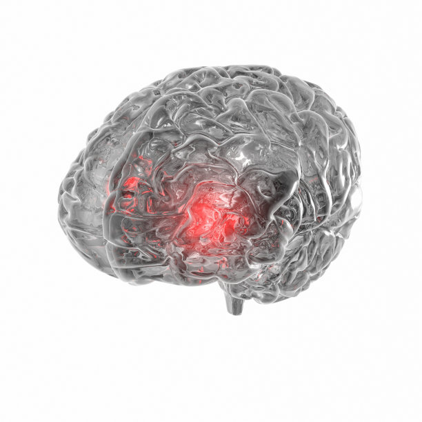 透明的人脑孤立在白色背景上图片下载