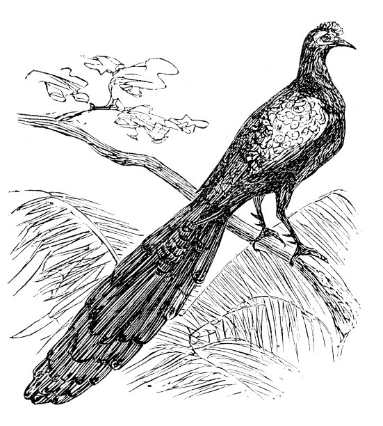 山孔雀-野鸡仿古插图图片下载