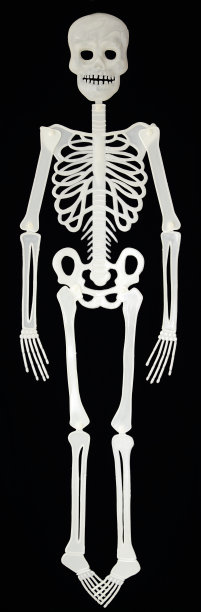 白色的骨架图片下载