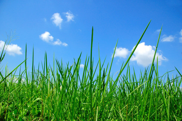 蓝天下的野草图片下载