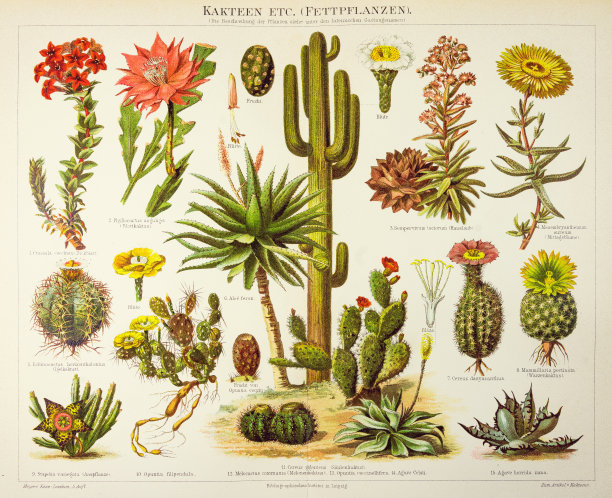 仙人掌雕刻1895图片下载