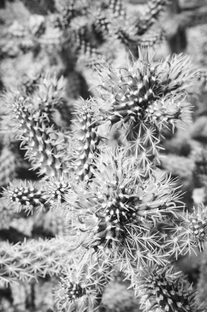 乔拉仙人掌西林德罗邦蒂亚福尔吉达针图片下载