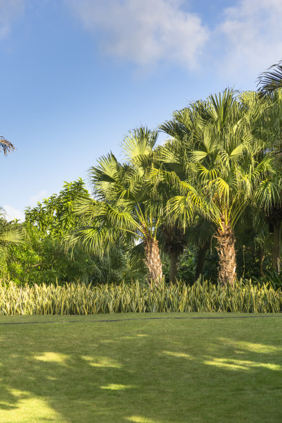 热带花园图片下载