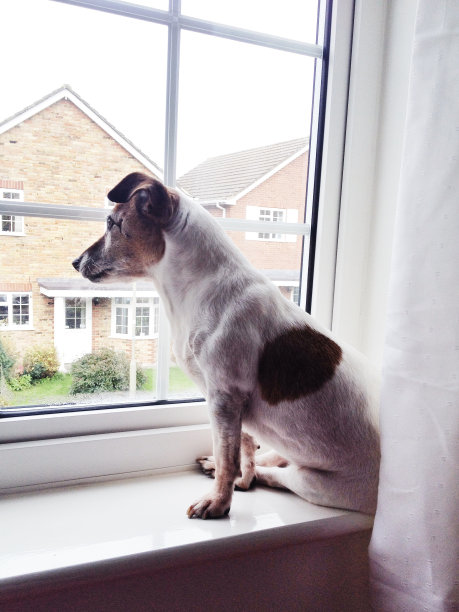 狗杰克罗素坐在窗台上看外面图片下载