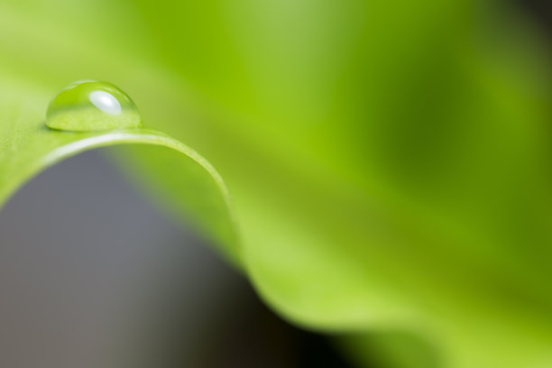 带雨滴的叶子图片下载