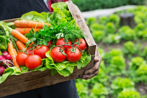 手里拿着一个装满新鲜蔬菜的炉子图片下载