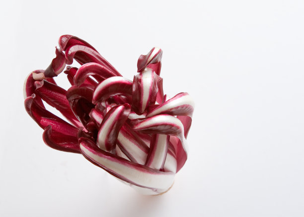 小萝卜图片下载