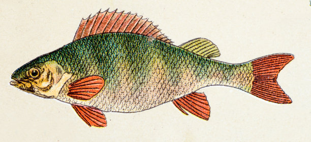 欧洲鲈鱼、鱼类动物的仿古插画图片下载