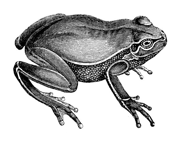 欧洲树蛙(树蛙、林蛙)仿古插图图片下载