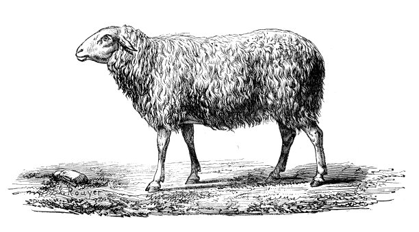 古色古香羊画图片下载