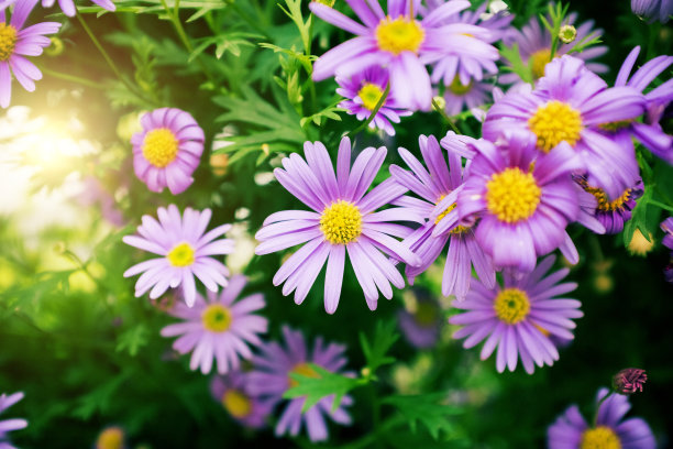 特写的紫色雏菊背景图片下载