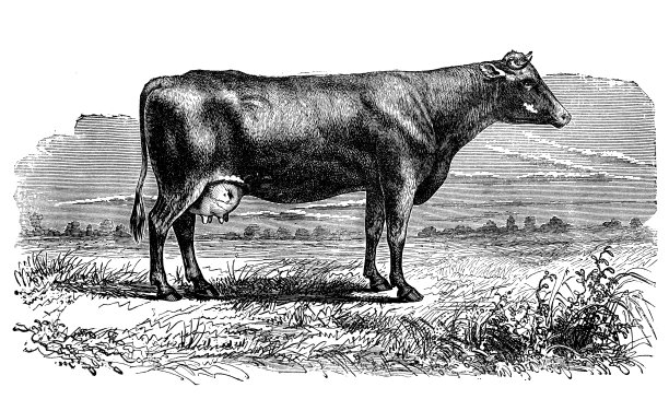 胭脂弗拉芒牛的古董插图图片下载