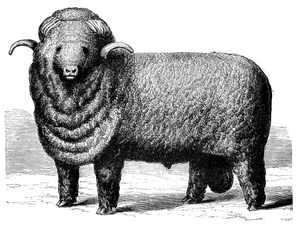 古董插图的美利奴羊图片下载