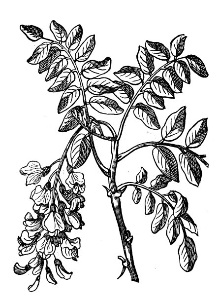 刺槐(刺槐)仿古插图图片下载