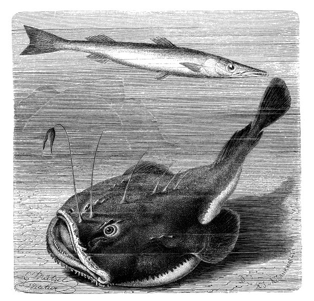 Sphyraena Sphyraena and angler (Lophius piscatorius)的古插图图片下载