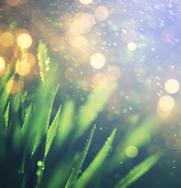 清晨的草图片下载