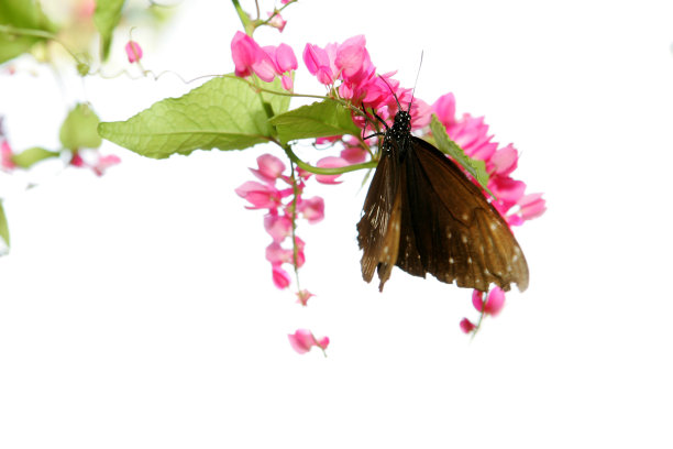 精致的图片下载