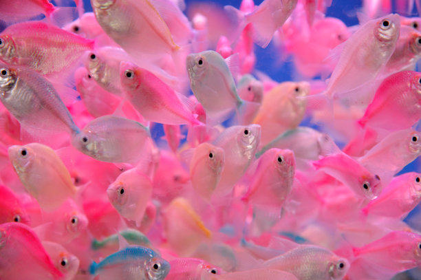 密集的热带鱼群图片下载