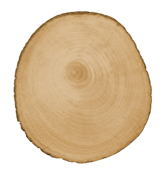 树横截面图片下载