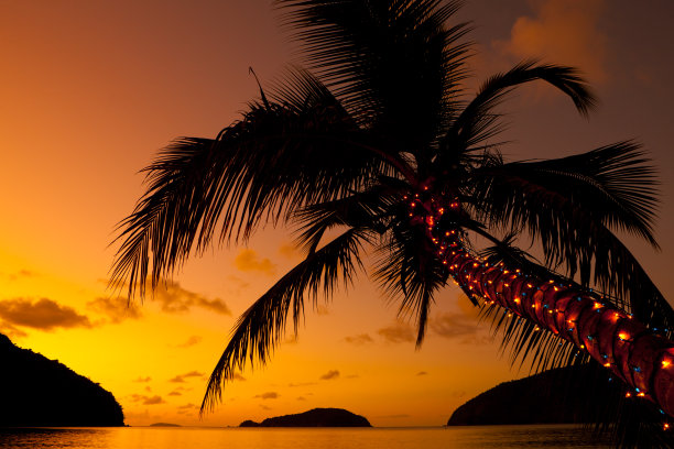 加勒比海滩上棕榈树上的圣诞彩灯图片下载