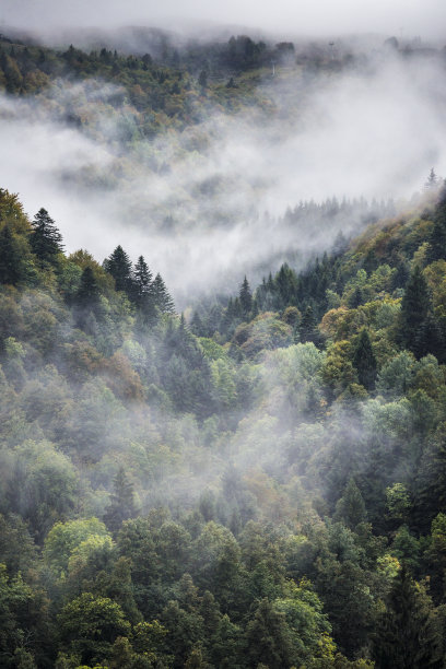 阿尔卑斯山脉中雾蒙蒙的森林图片下载